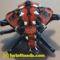 /home//u458753944/public_html/sourcegallery////////////Insects and small critters/aphids cicadas lanternflies and true bugs (Hemiptera)/P7060807.JPG